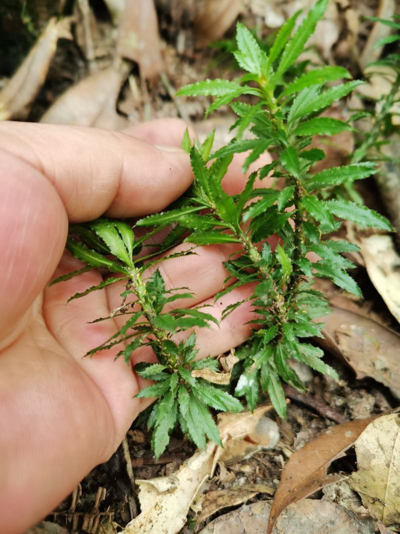云南大叶千层塔干货