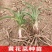 甘肃庆阳优质黄花菜种苗精品种植根苗现挖