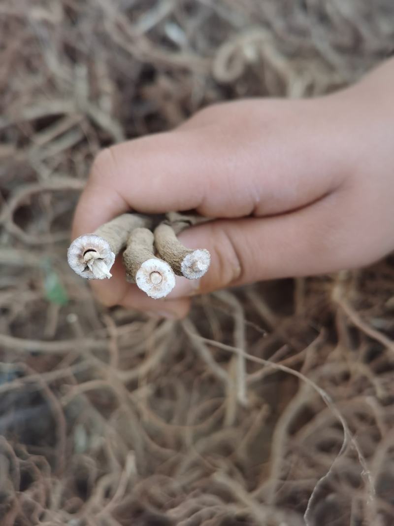 小罗伞，朱砂根干货