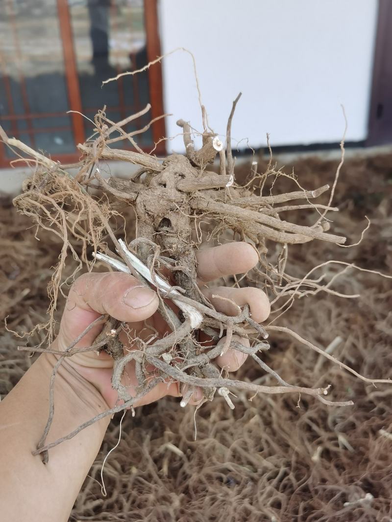 小罗伞，朱砂根干货