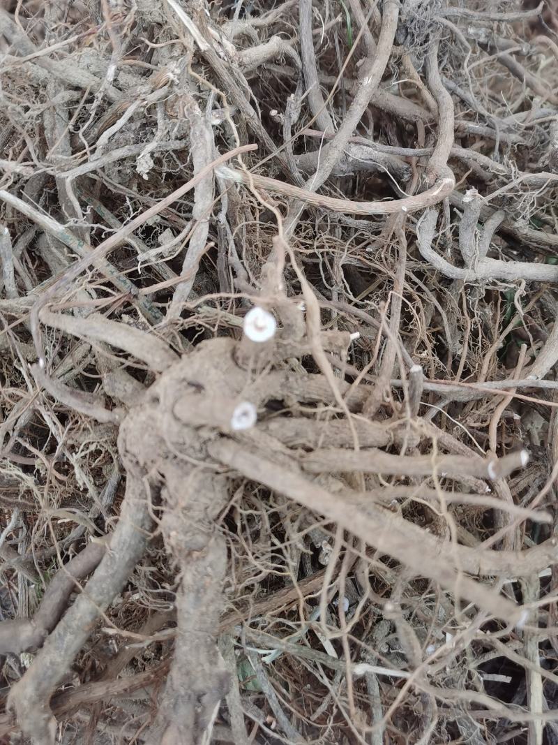 小罗伞，朱砂根干货