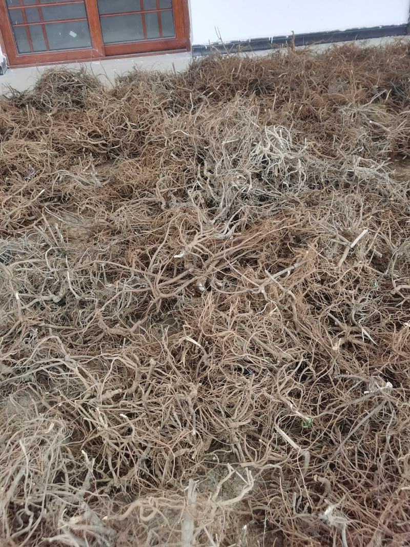 小罗伞，朱砂根干货