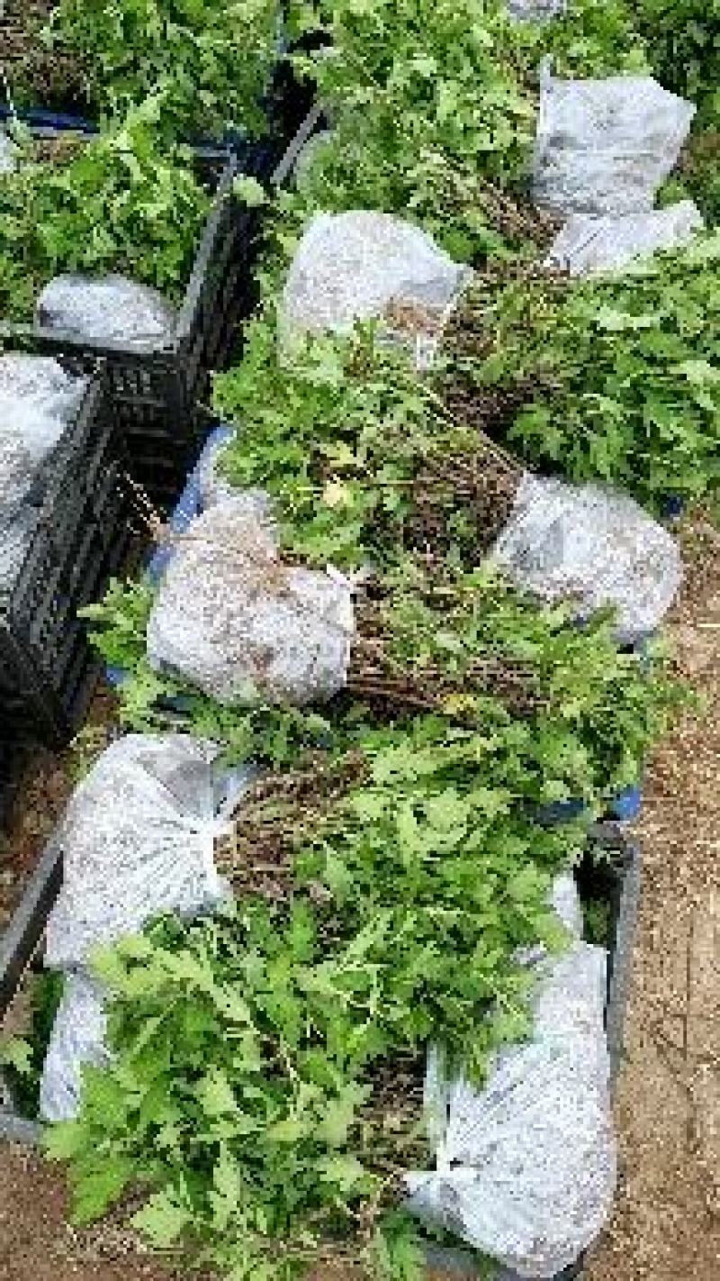 婺源皇菊苗，金丝皇菊苗，基地直供，现挖现卖，品种齐全