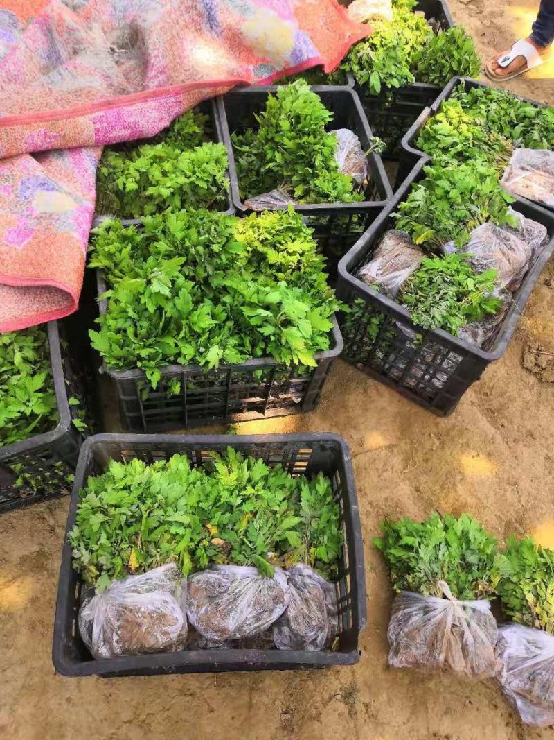 婺源皇菊苗，金丝皇菊苗，基地直供，现挖现卖，品种齐全