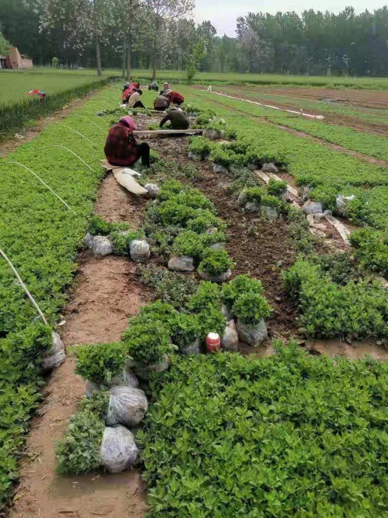 婺源皇菊苗，金丝皇菊苗，基地直供，现挖现卖，品种齐全