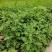 婺源皇菊苗，金丝皇菊苗，基地直供，现挖现卖，品种齐全