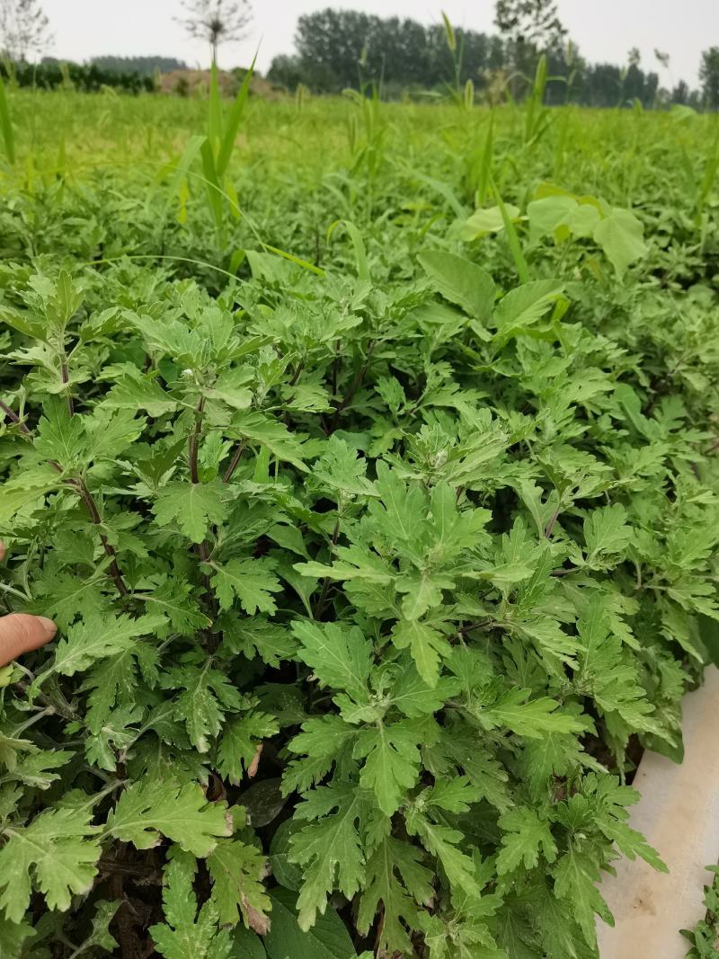 婺源皇菊苗，金丝皇菊苗，基地直供，现挖现卖，品种齐全