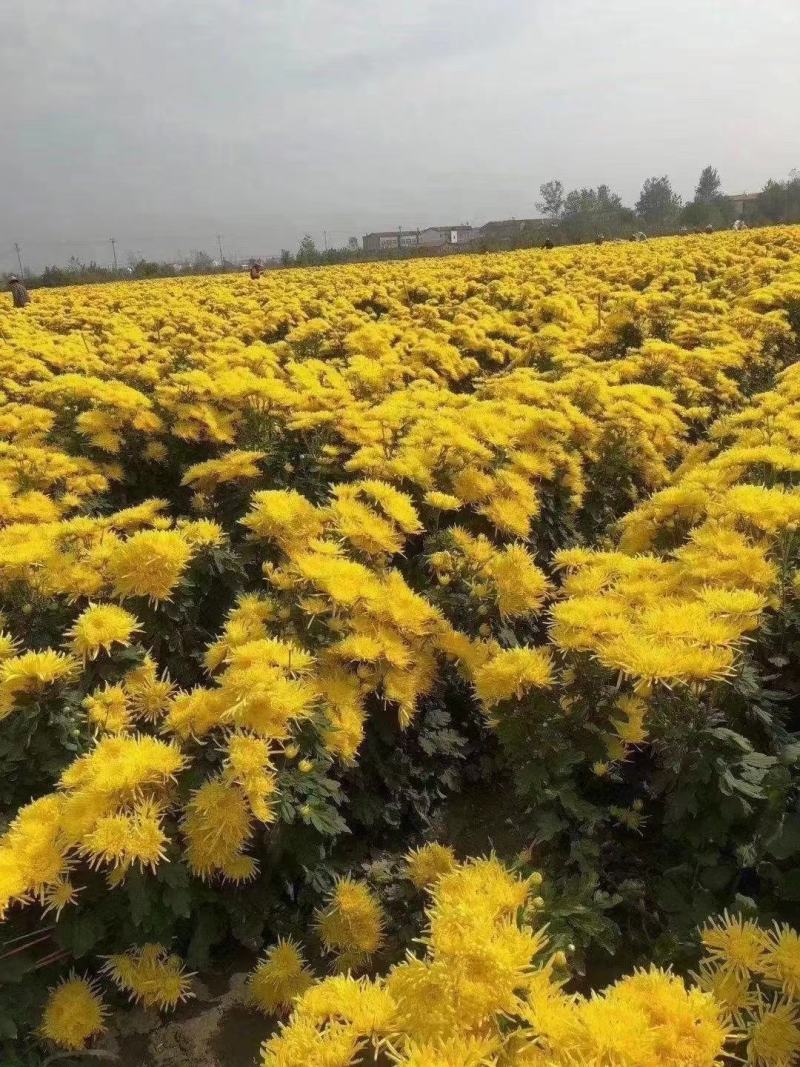 婺源皇菊苗，金丝皇菊苗，基地直供，现挖现卖，品种齐全