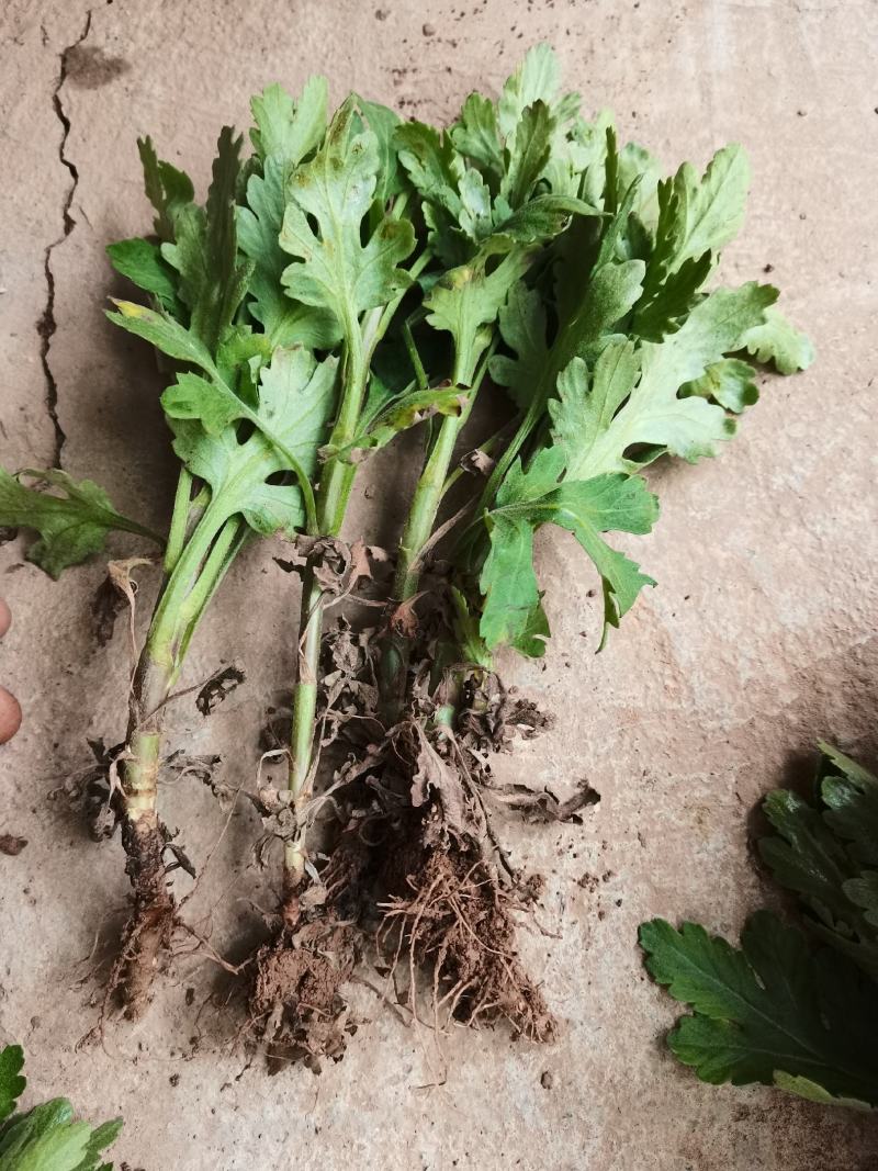 婺源皇菊苗，金丝皇菊苗，基地直供，现挖现卖，品种齐全