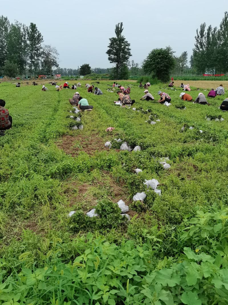 婺源皇菊苗，金丝皇菊苗，基地直供，现挖现卖，品种齐全