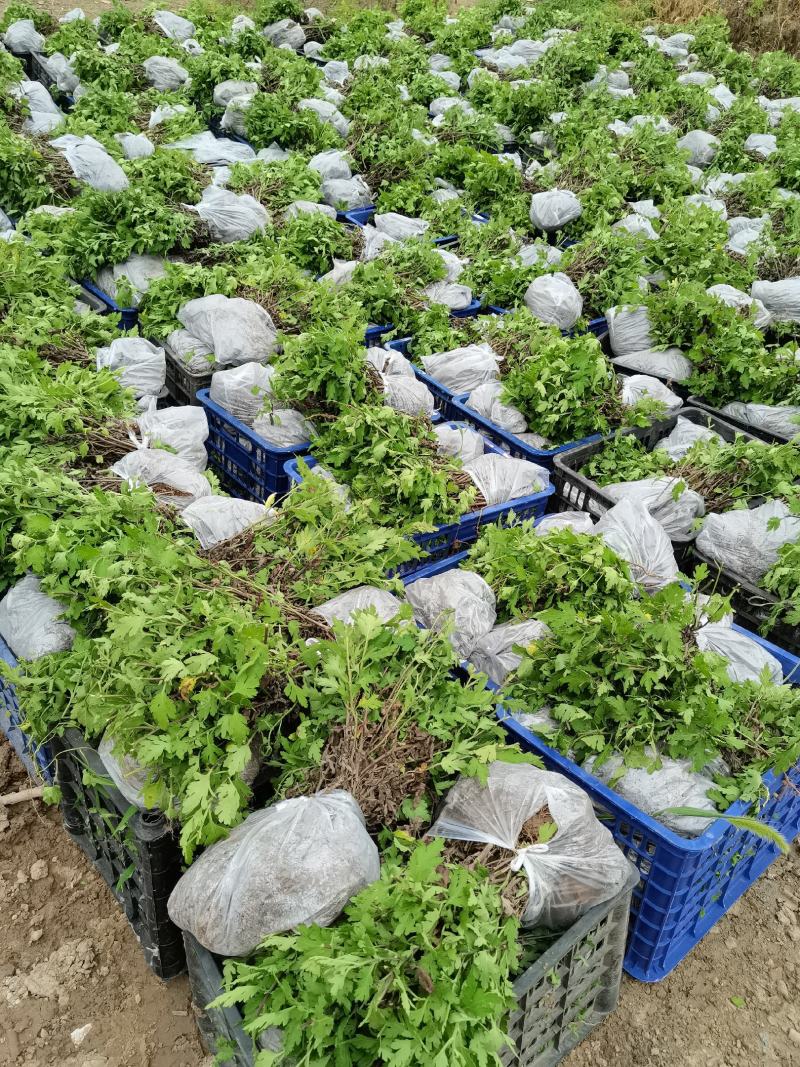 婺源皇菊苗，金丝皇菊苗，基地直供，现挖现卖，品种齐全