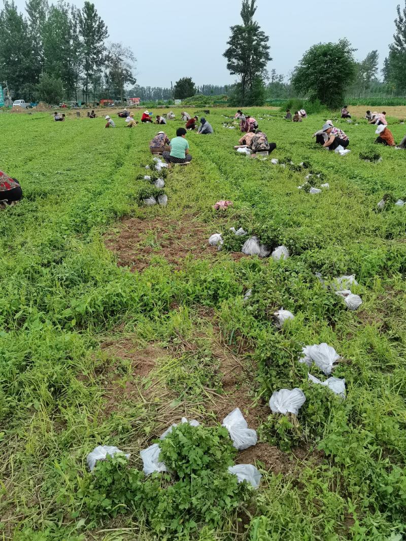 婺源皇菊苗，金丝皇菊苗，基地直供，现挖现卖，品种齐全