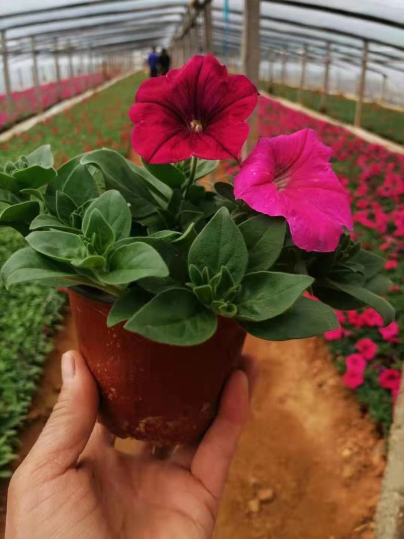 矮牵牛（三色）