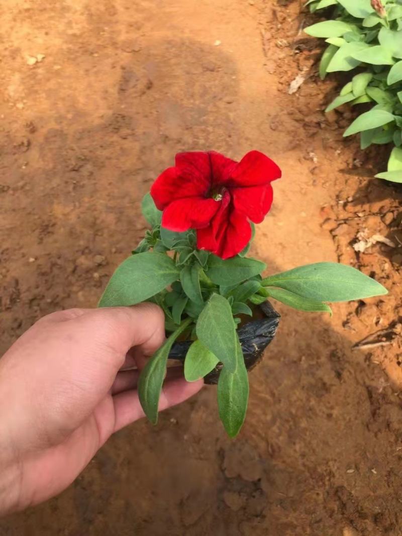矮牵牛（三色）