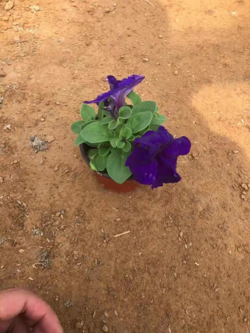 矮牵牛（三色）