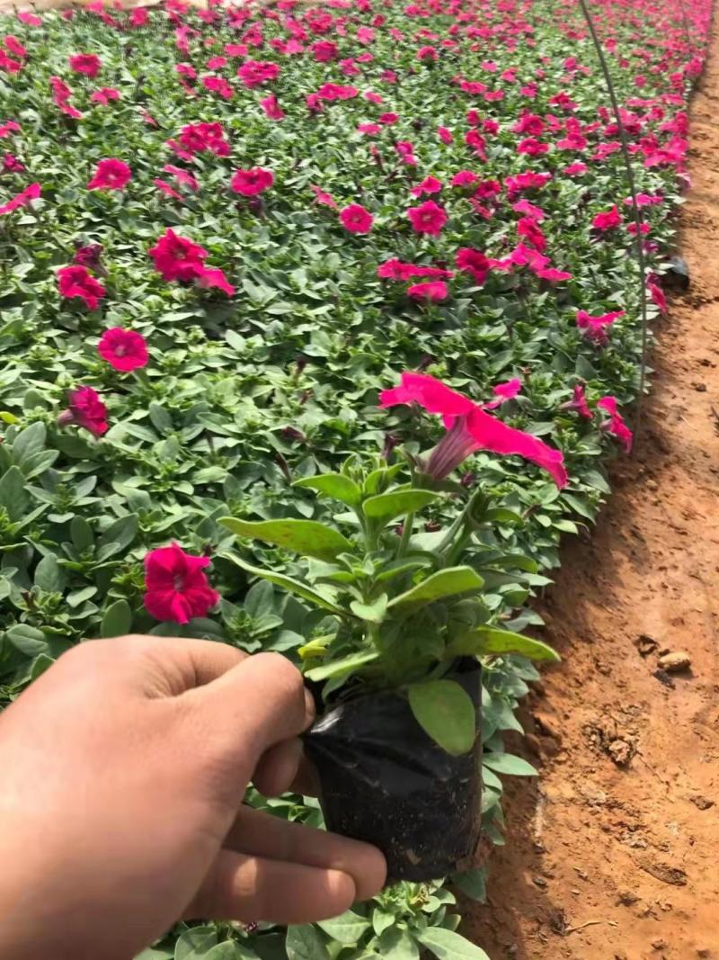 矮牵牛（三色）