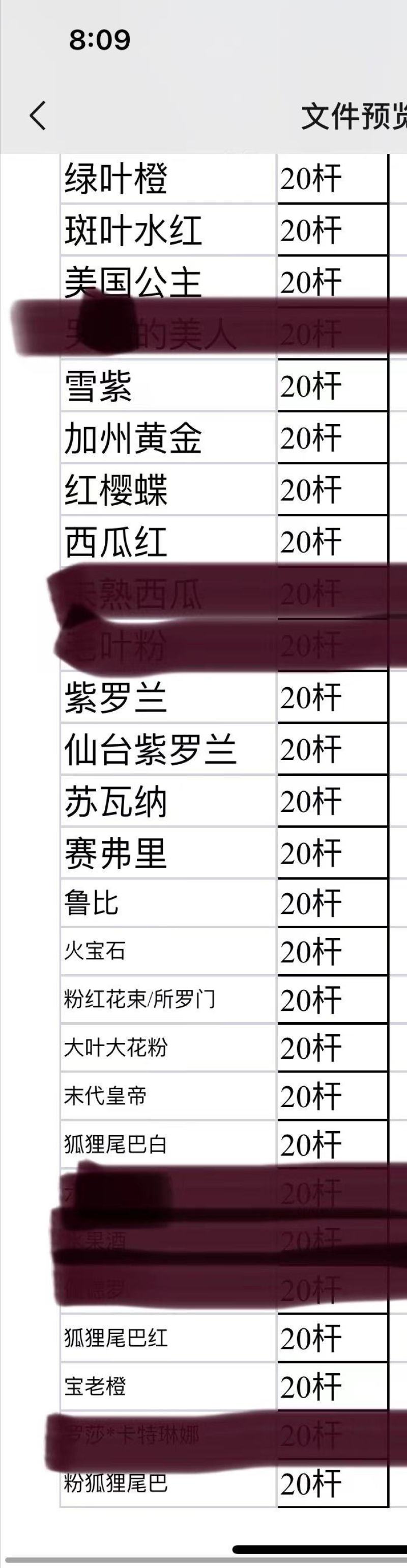 50多个三角梅品种苗