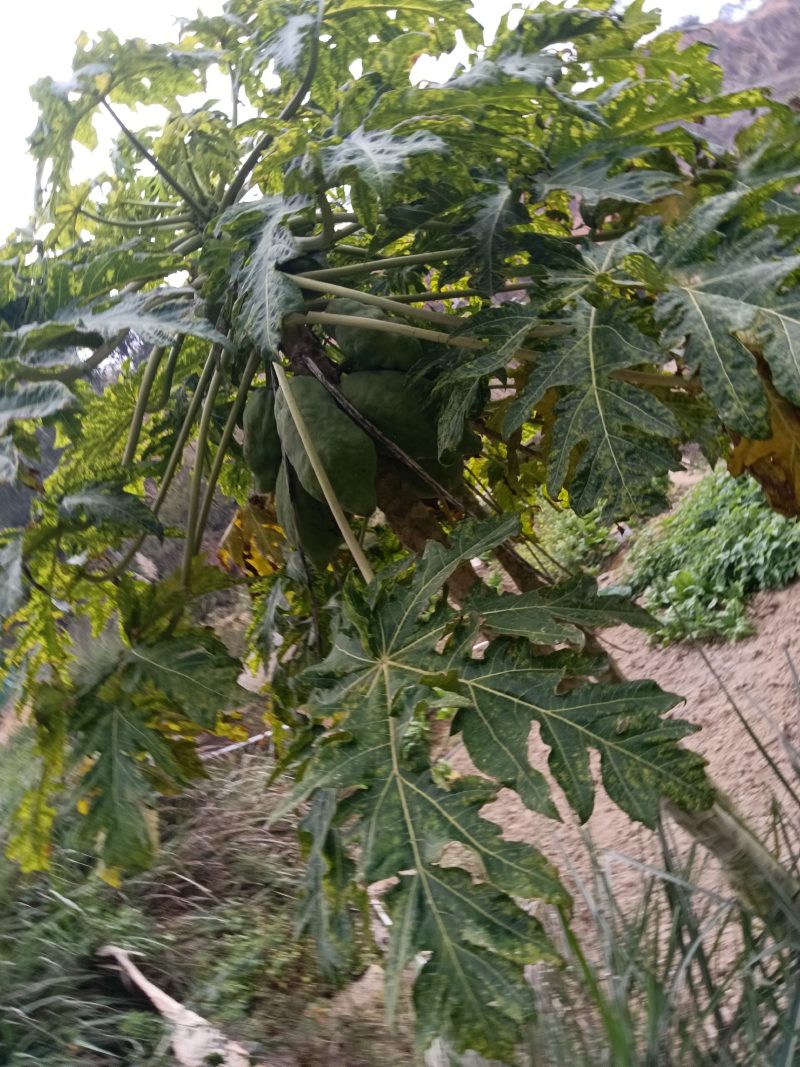 农家自种的木瓜水果新鲜好吃，5斤为一件包邮。
