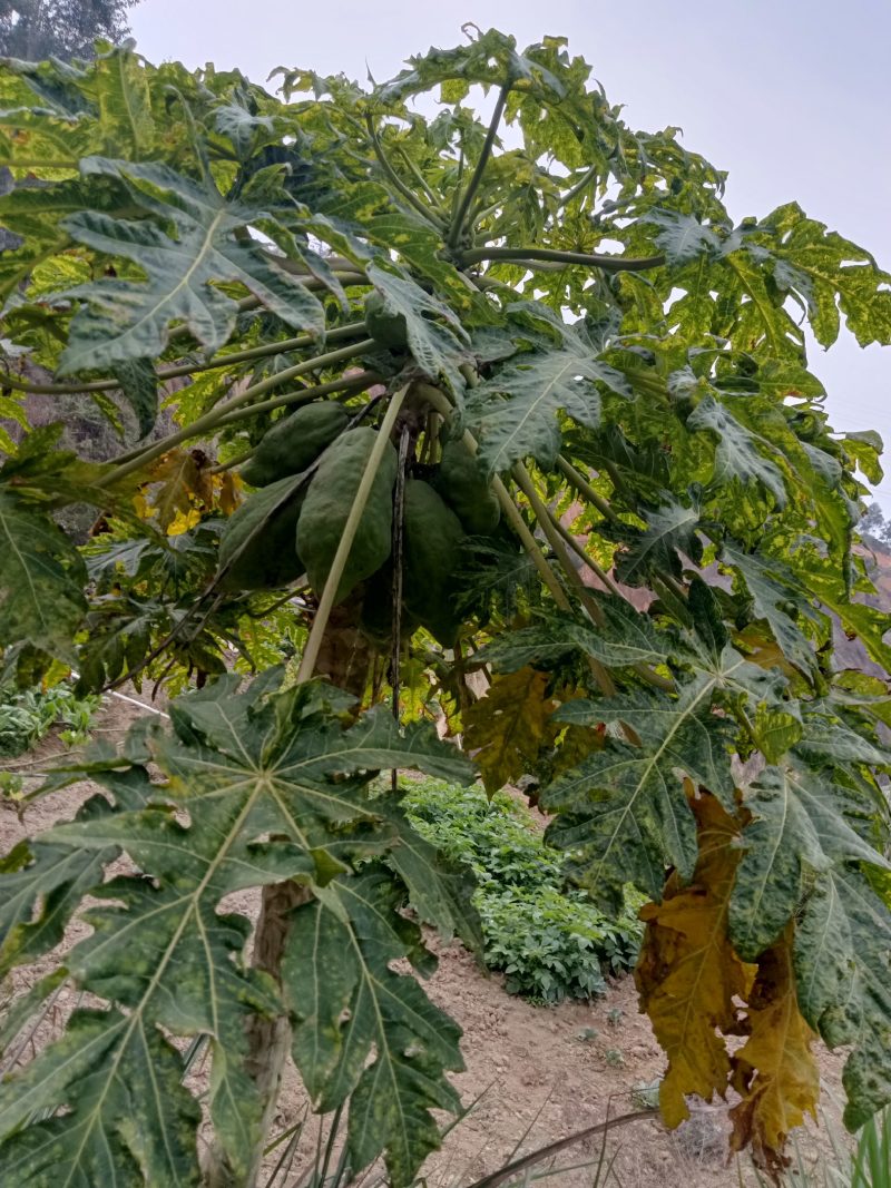 农家自种的木瓜水果新鲜好吃，5斤为一件包邮。