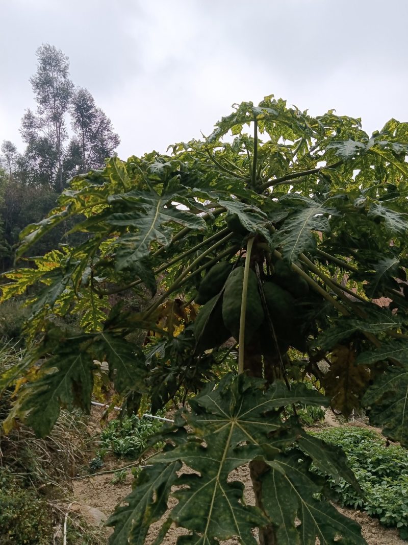 农家自种的木瓜水果新鲜好吃，5斤为一件包邮。