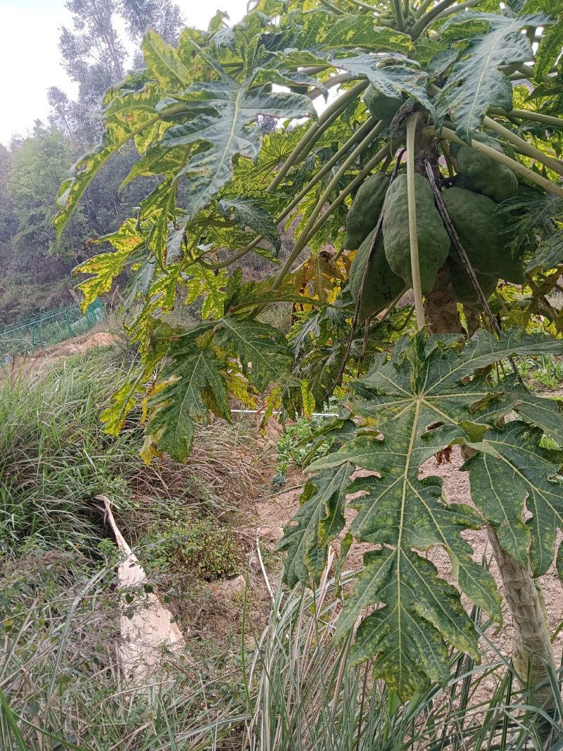 农家自种的木瓜水果新鲜好吃，5斤为一件包邮。