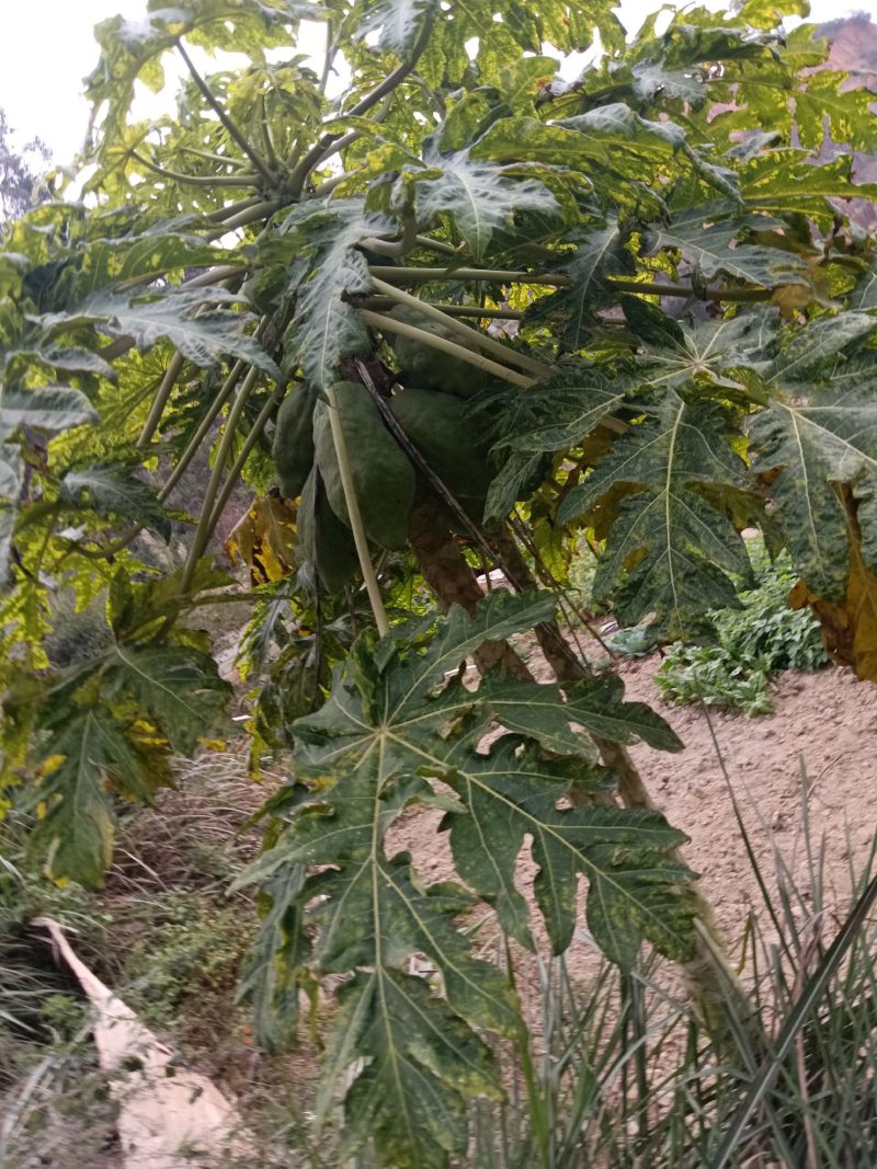 农家自种的木瓜水果新鲜好吃，5斤为一件包邮。