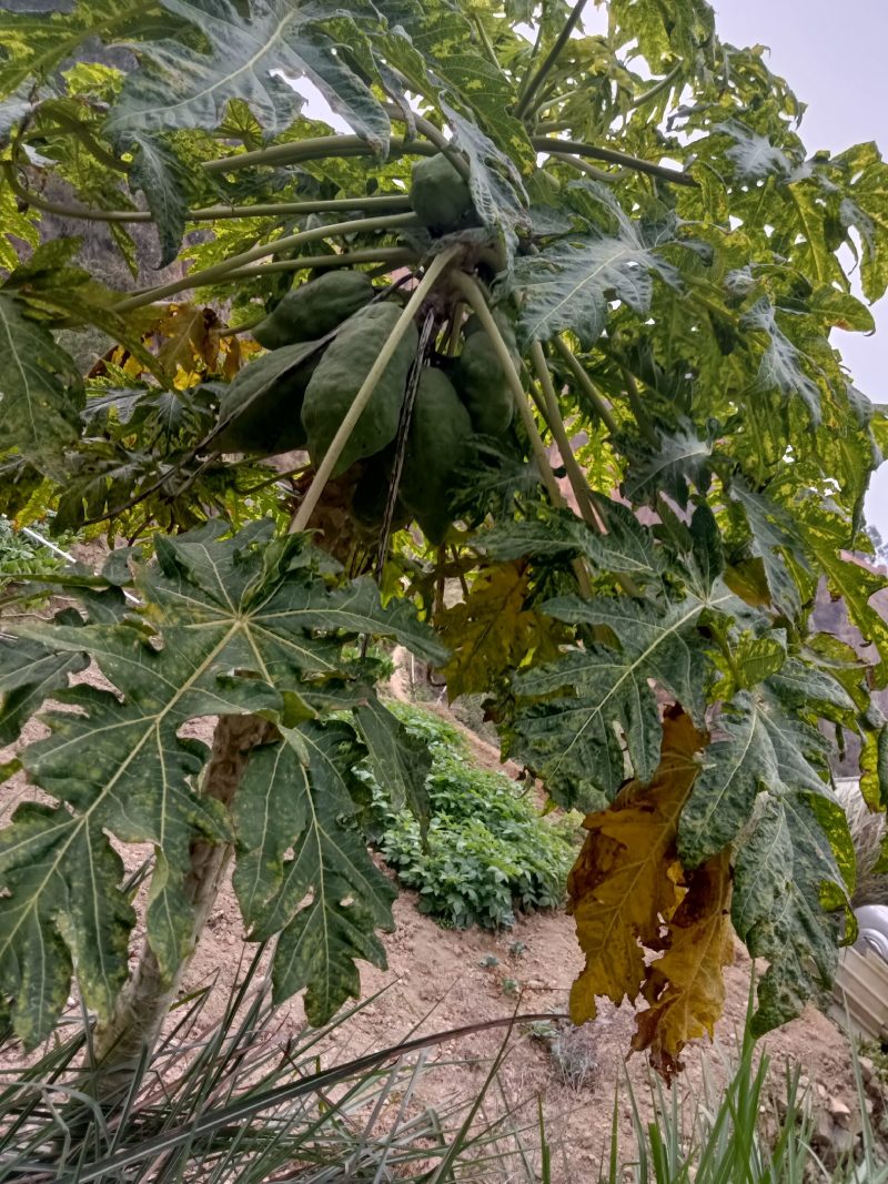 农家自种的木瓜水果新鲜好吃，5斤为一件包邮。