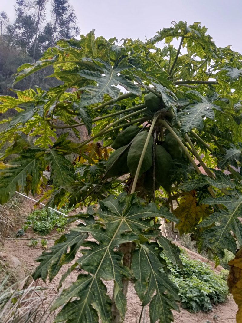 农家自种的木瓜水果新鲜好吃，5斤为一件包邮。