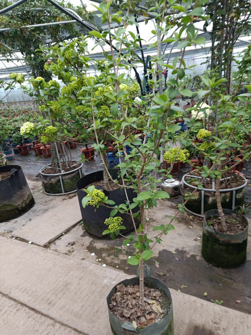 中华木绣球树苗大花斗球苗木本绣球琼花树苗庭院地栽盆栽绣球