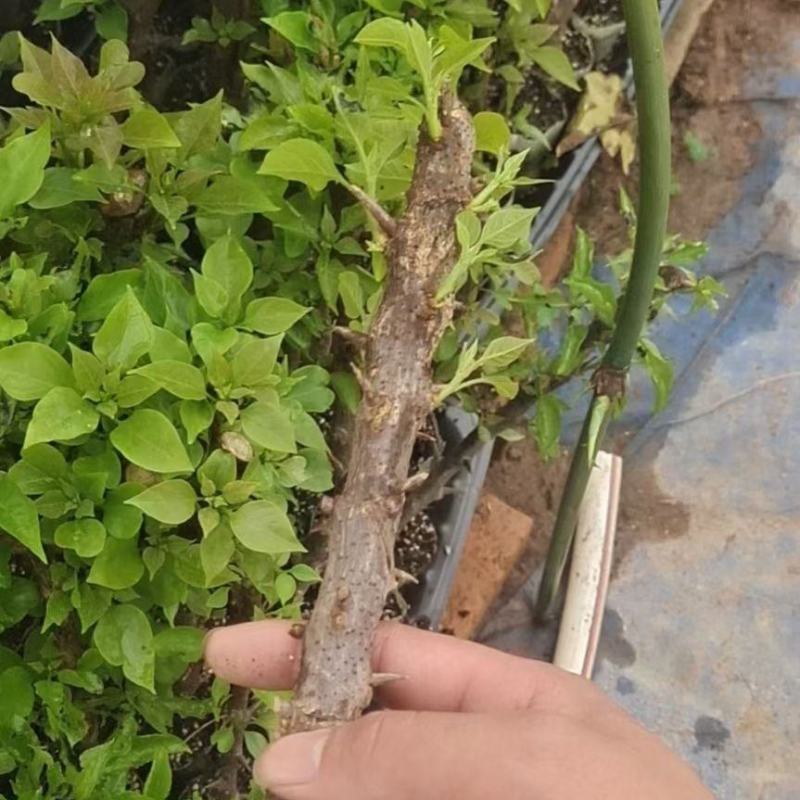 50多个三角梅品种苗