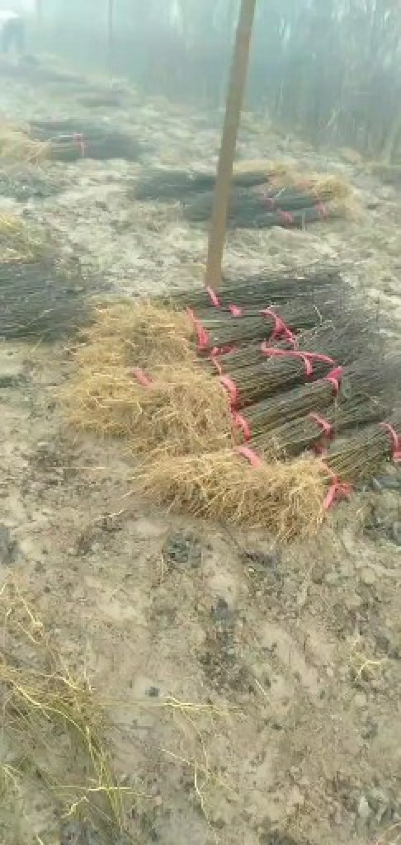 基地直接批发。大红袍和狮子头花椒苗。70公分至一米二。
