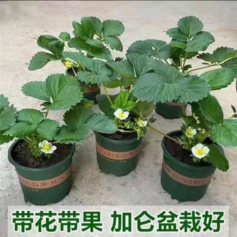 加仑盆草莓盆栽，摆摊，花店，阳台客厅，品种多样化，包邮