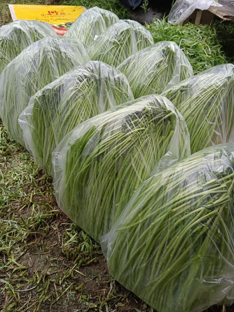 二茬芦蒿，自产自销，