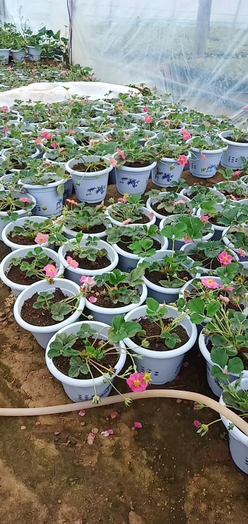 加仑盆草莓盆栽，摆摊，花店，阳台客厅，品种多样化，包邮