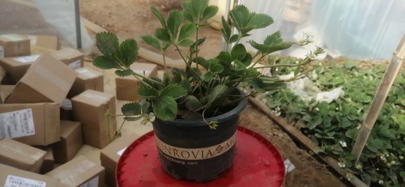 加仑盆草莓盆栽，摆摊，花店，阳台客厅，品种多样化，包邮