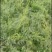 云南天冬苗贡献维护者朋双喆天冬是百合科植物天门冬