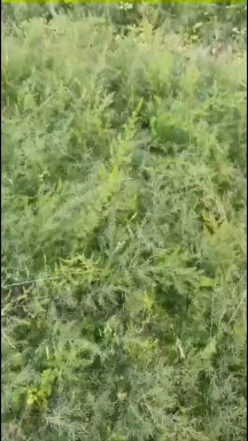 云南天冬苗贡献维护者朋双喆天冬是百合科植物天门冬