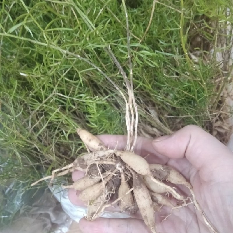 云南天冬苗贡献维护者朋双喆天冬是百合科植物天门冬
