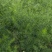 云南天冬苗贡献维护者朋双喆天冬是百合科植物天门冬