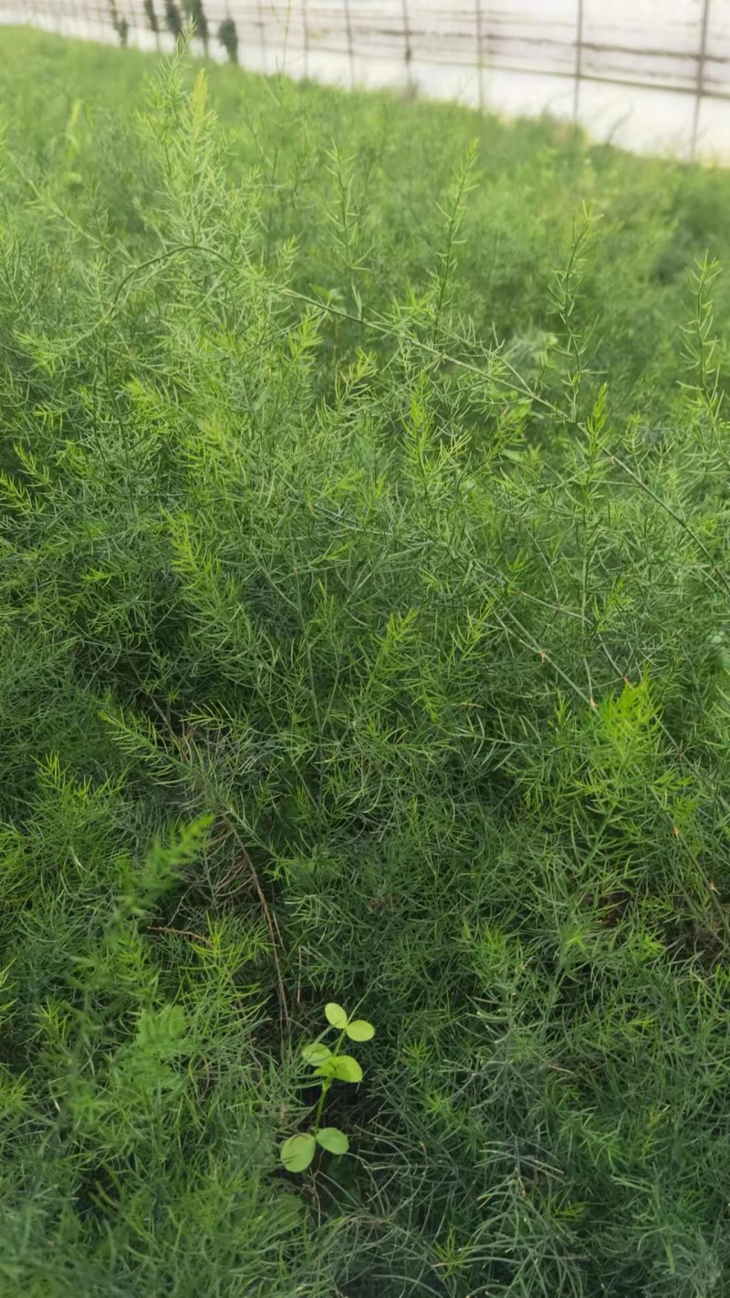 云南天冬苗贡献维护者朋双喆天冬是百合科植物天门冬