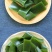 盐渍海带结厚实海带结凉拌炖肉海带结鲜海带结5斤装包邮