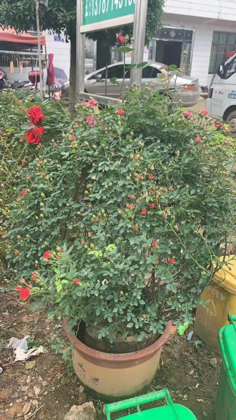 供应湖南月季丰花月季，钻石月季，小花月季，玫瑰小苗价格