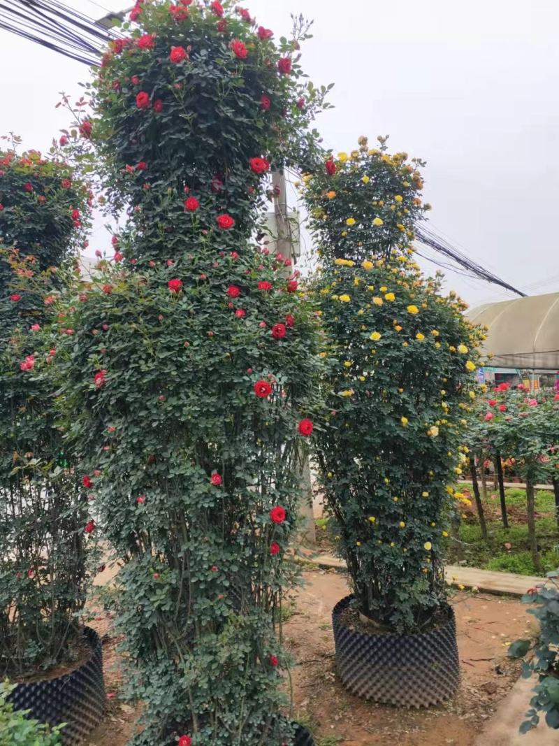 供应湖南月季丰花月季，钻石月季，小花月季，玫瑰小苗价格