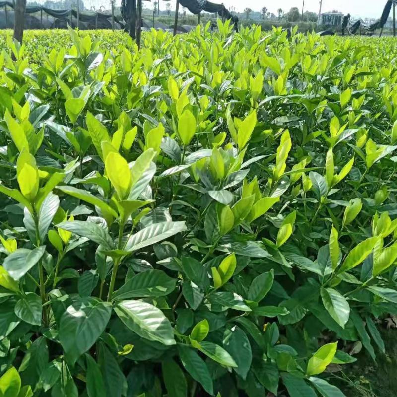 栀子花，大花栀子，大叶栀子小，栀子球价格，湖南栀子苗价格