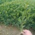 栀子花，大花栀子，大叶栀子小，栀子球价格，湖南栀子苗价格