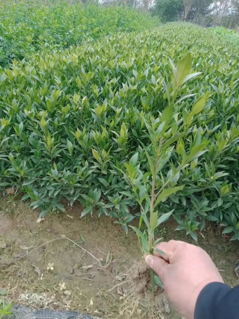 栀子花，大花栀子，大叶栀子小，栀子球价格，湖南栀子苗价格