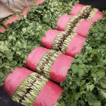山东泰安精品大叶香菜大量上市，质优价廉，一手货源，