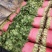 山东泰安精品大叶香菜大量上市，质优价廉，一手货源，