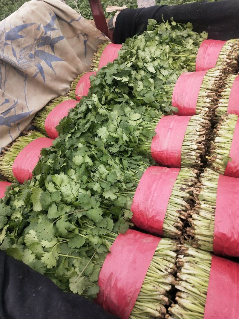 山东泰安精品大叶香菜大量上市，质优价廉，一手货源，