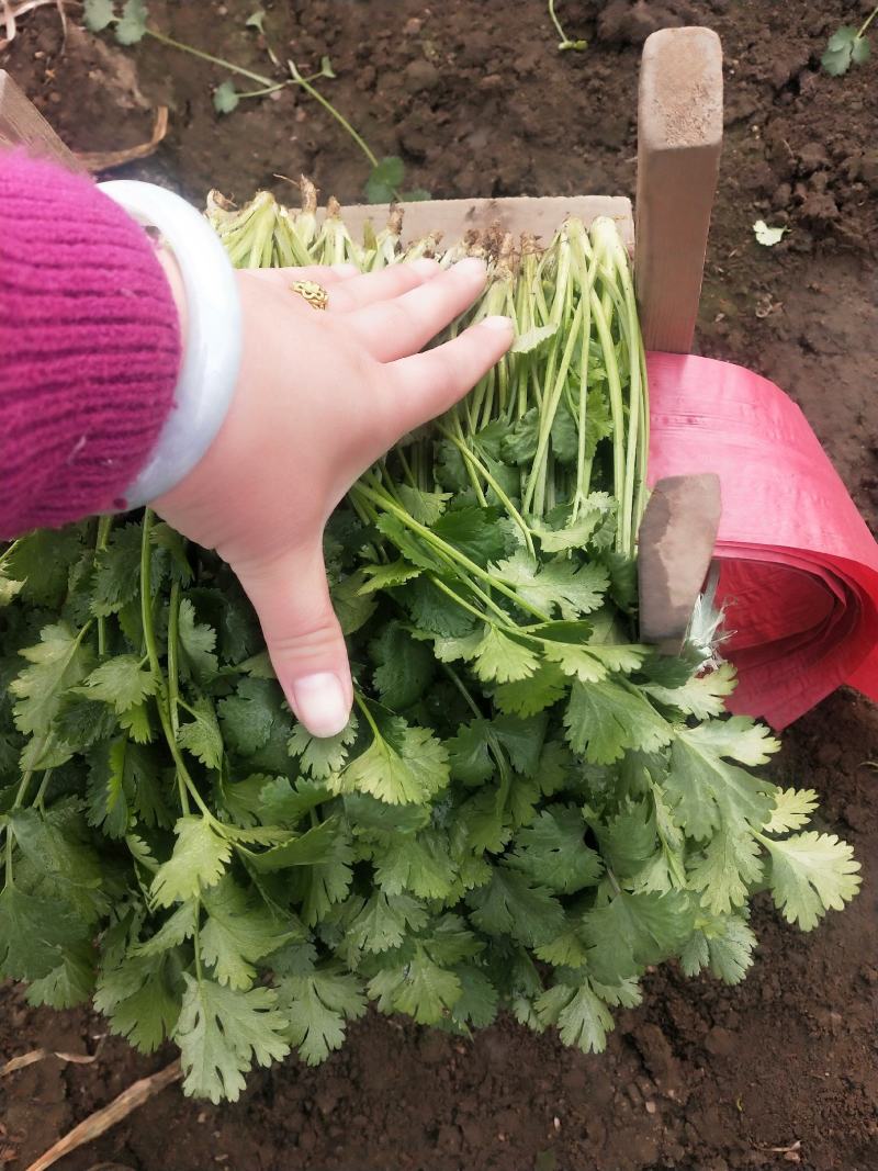 山东泰安精品大叶香菜大量上市，质优价廉，一手货源，